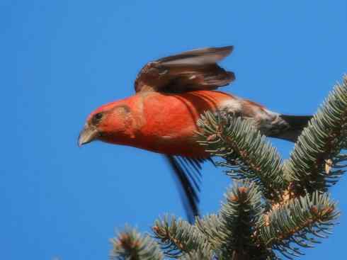 猎奇：奇特的鸟喙之四