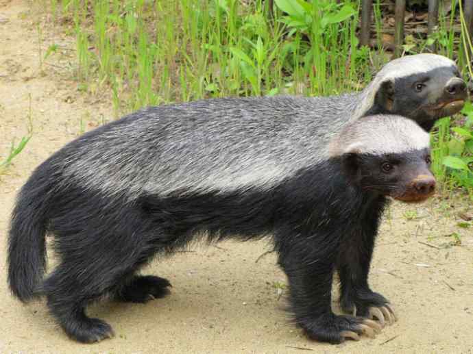 犬科：狐亚科之大耳狐