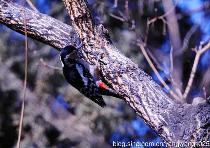 大斑啄木鸟