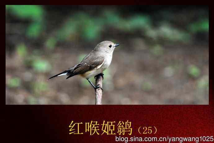 红喉姬鹟（25）