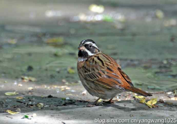 北京天坛公园的鸟类——白眉鹀