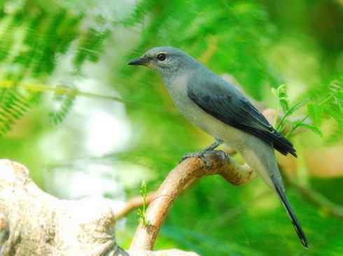 雀鸟也彪悍：空中精灵(燕鵙科)