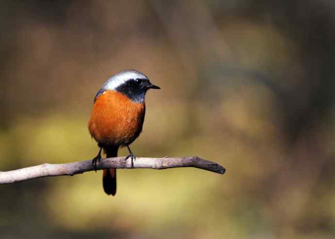 雄性北红尾鸲（7）
