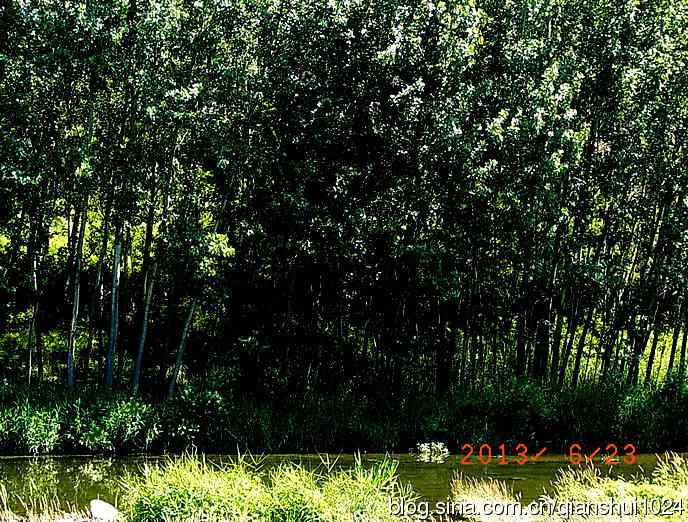 夏天打鸟的苦衷