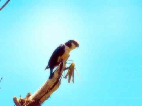 鸟类之最：小隼