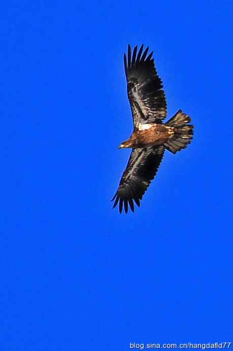 白头海雕亚成鸟