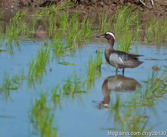 鈥湵筲澋陌酌佳