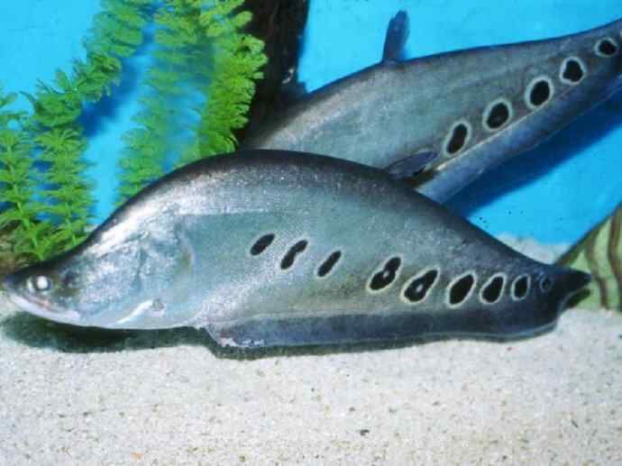 鱼类活化石：铠甲弓背鱼