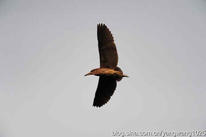 飞(夜鹭)31 飞(夜鹭)31