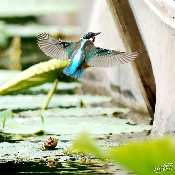 圆明园&nbsp;wbr路&nbsp;wbr跳水健将鈥斺斝〈