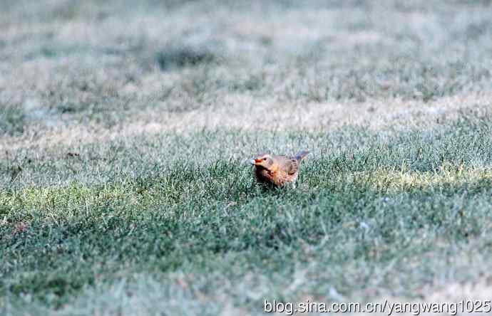 杂片（随走随拍）