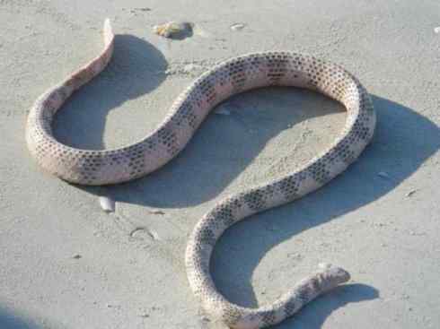 龙：传说的兽原型探秘（海蛇类）