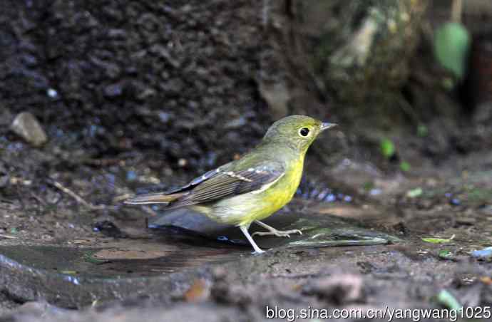 雌性绿背姬鶲（10）