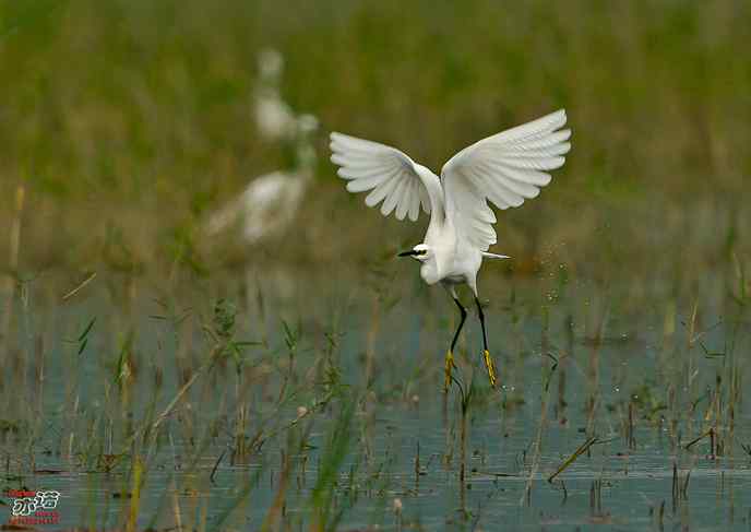 官厅水库&nbsp;wbr路&nbsp;wbr白鹭