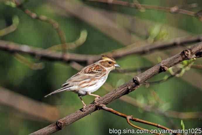 雌性黄喉鹀（13）