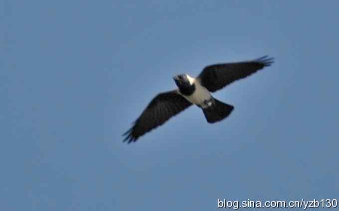 沙河水库近拍青脚鹬(组图) 沙河水库近拍青脚鹬(组图)