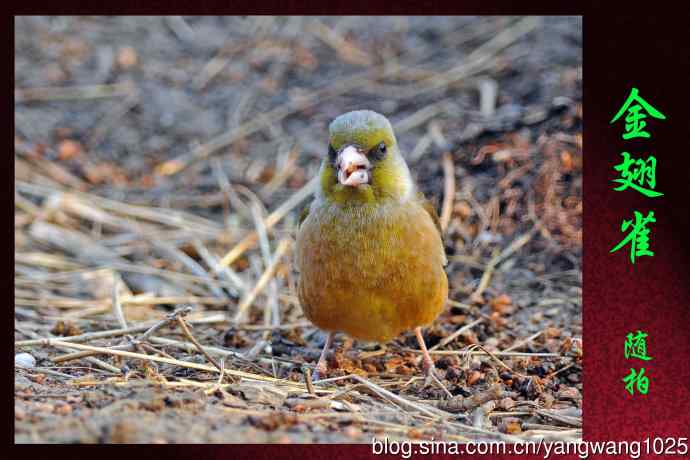 金翅雀（4）