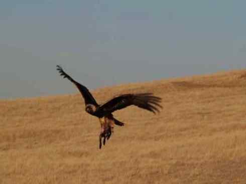 狈：传说的兽原型探秘（狐）