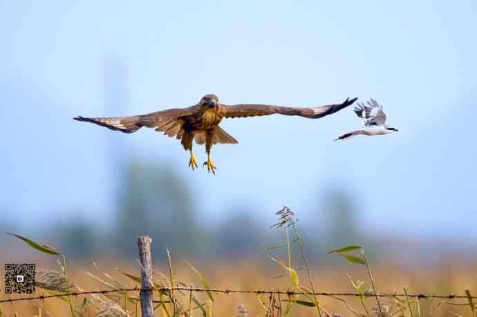 野鸭湖的普通鵟 野鸭湖的普通鵟