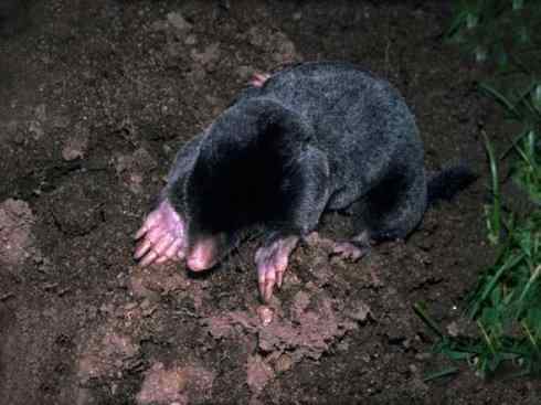 动物世界:山寨还是原创之十二 动物世界:山寨还是原创之十二