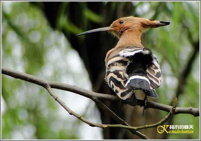 风情万种的鈥湸魇も澞瘛菊掌