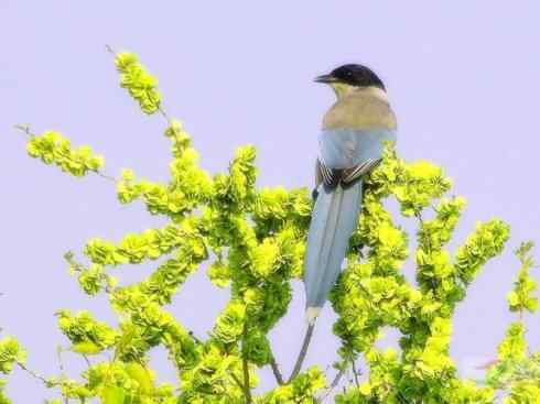 家禽驯化之源之二十九