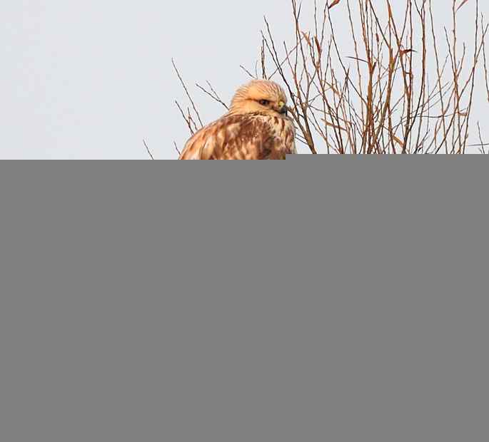 官厅水库的大鵟&nbsp;wbr&nbsp;wbr不老屯的大鸨