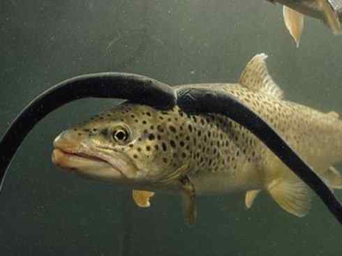 鱼类活化石：七鳃鳗