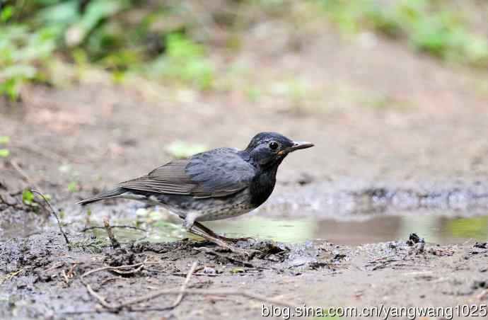 雄性乌灰鸫 雄性乌灰鸫