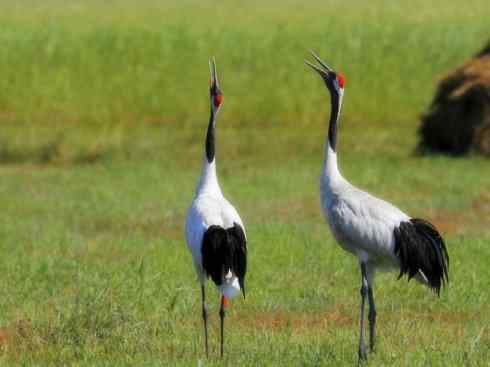 家禽驯化之源之十三（大雁、丹顶鹤）
