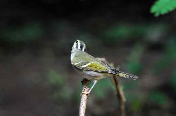 黄腰柳莺（11）