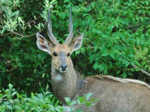 麒麟：传说的兽原型探秘（紫羚）