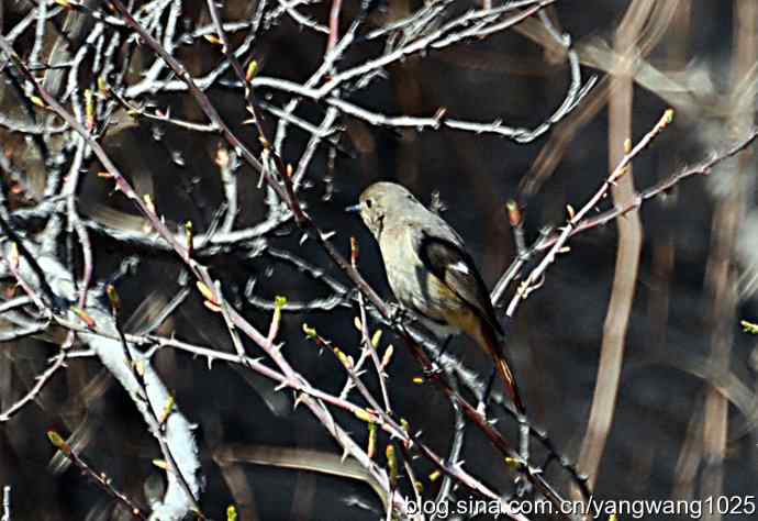 自然和谐的日坛公园（北红尾鸲）