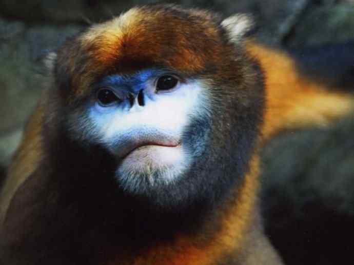 犬科:犬亚科犬属之貉 犬科:犬亚科犬属之貉