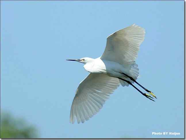 蓝天作秀的鹭鸶
