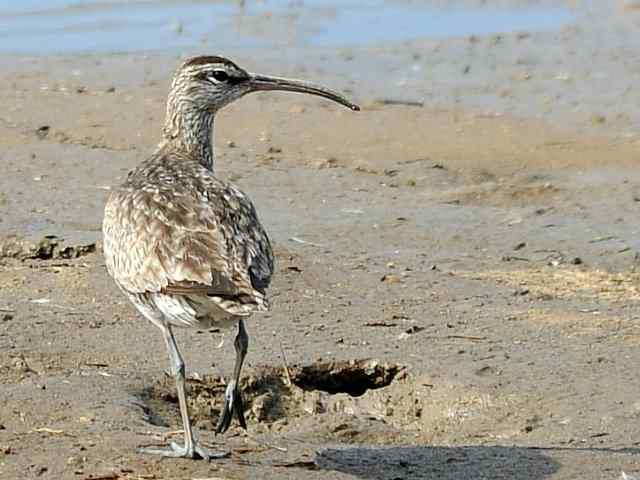 黄金海岸寻鹬 wbr赤土山桥赏鸟