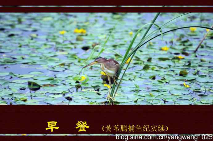 北京将府公园的鸟类——早餐（黄苇鳽捕鱼纪实续）
