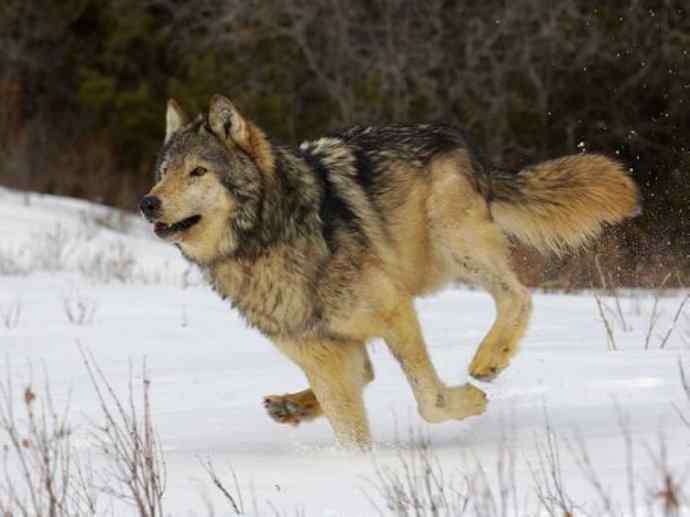 犬科：犬亚科犬属之澳洲野犬、歌唱犬、家犬