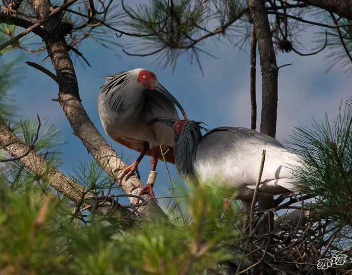 朱鹮&nbsp;wbr路&nbsp;wbr吉祥之鸟