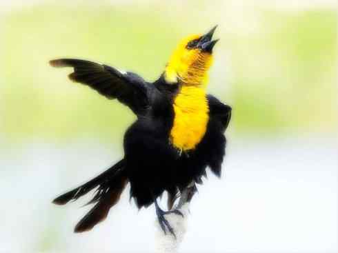 雀鸟也彪悍:小鸟也疯狂(红翅黑鹂) 雀鸟也彪悍:小鸟也疯狂(红翅黑鹂——拟鹂科的战斗种族)