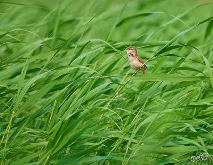 衡水湖&nbsp;wbr路&nbsp;wbr东方大苇莺