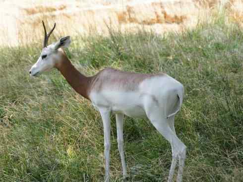 麒麟：传说的兽原型探秘（鹿羚）