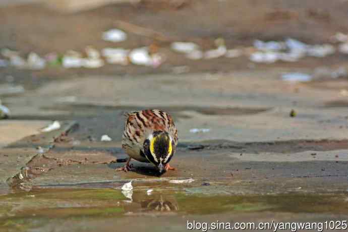 雄性黄喉鹀（6）