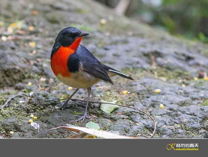 拍到鈥溄鹦馗桊垛
