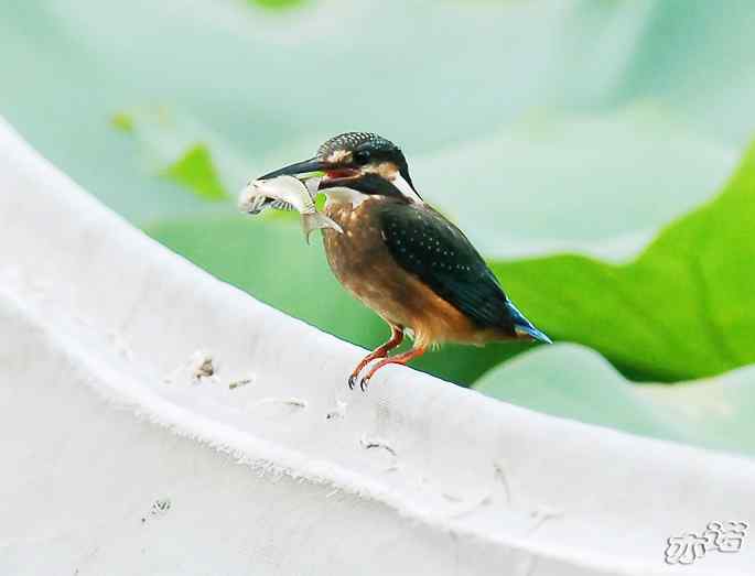 圆明园&nbsp;wbr路&nbsp;wbr小翠吃大鱼