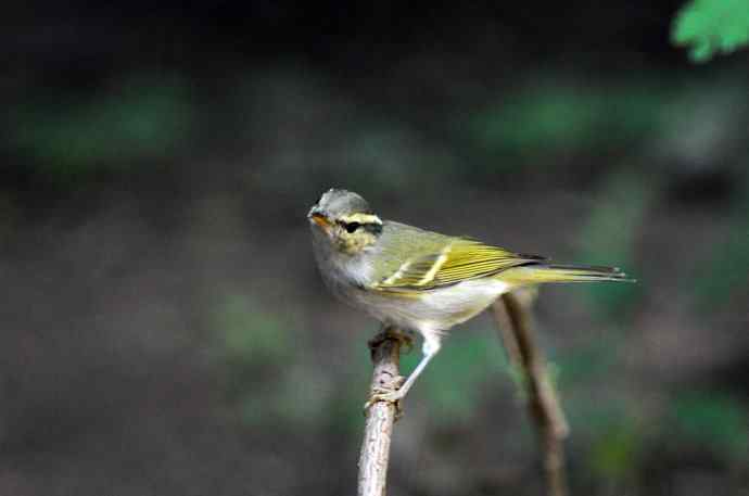 黄腰柳莺（11）