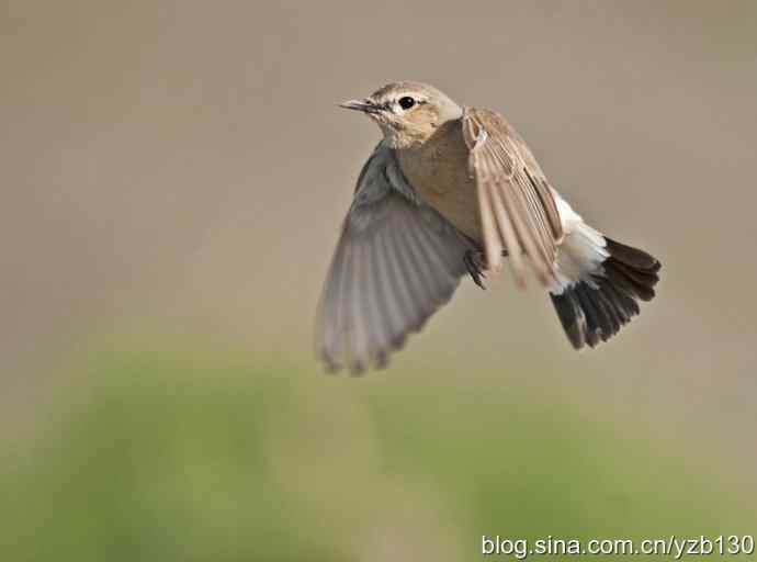 悬停，是一种尽职尽责（组图，22张图片）