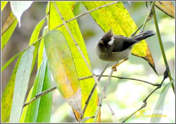 阴天拍鸟之鈥湴琢旆镳题潯菊掌