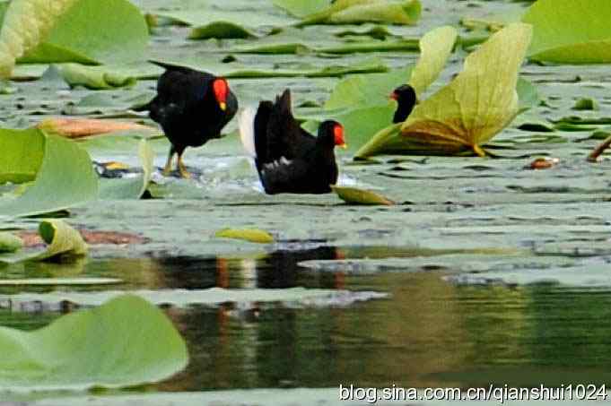 对岸黑水鸡.周末乐卓(奥体公园)