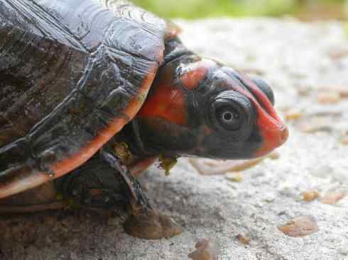 玄武：传说的兽原型探秘（鳄龟）